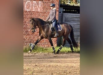 PRE Mix, Hengst, 3 Jahre, 172 cm, Brauner