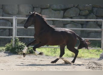 PRE, Hengst, 3 Jahre, 172 cm, Rappe