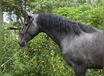 PRE, Hengst, 3 Jahre, 172 cm, Schimmel