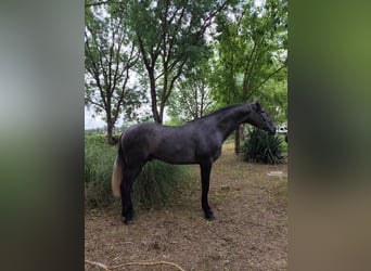 PRE, Hengst, 3 Jahre, 172 cm, Schimmel