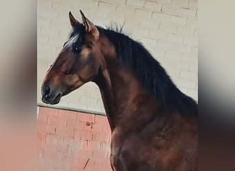 PRE Mix, Hengst, 3 Jahre, 173 cm, Brauner