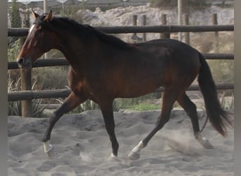 PRE Mix, Hengst, 3 Jahre, 173 cm