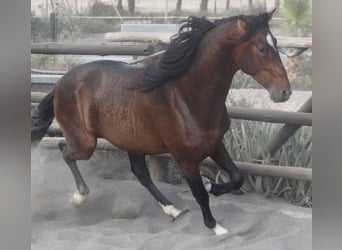 PRE Mix, Hengst, 3 Jahre, 173 cm