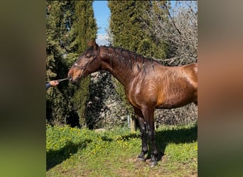 PRE Mix, Hengst, 3 Jahre, 173 cm, Hellbrauner