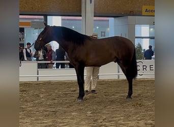 PRE Mix, Hengst, 3 Jahre, 173 cm, Hellbrauner
