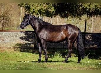 PRE, Hengst, 3 Jahre, 173 cm, Rappe