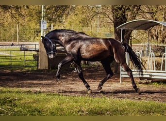 PRE, Hengst, 3 Jahre, 173 cm, Rappe