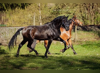 PRE, Hengst, 3 Jahre, 173 cm, Rappe