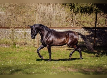 PRE, Hengst, 3 Jahre, 173 cm, Rappe