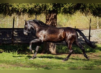 PRE, Hengst, 3 Jahre, 173 cm, Rappe