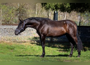 PRE, Hengst, 3 Jahre, 173 cm, Rappe