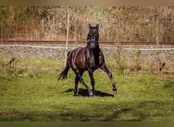 PRE, Hengst, 3 Jahre, 173 cm, Rappe