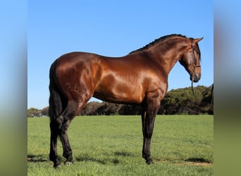 PRE Mix, Hengst, 3 Jahre, 173 cm, Rotbrauner