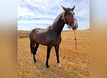 PRE Mix, Hengst, 3 Jahre, 174 cm, Brauner