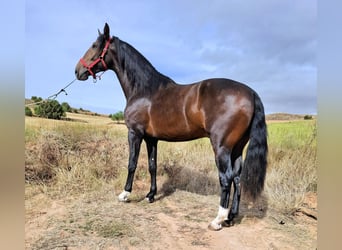 PRE Mix, Hengst, 3 Jahre, 174 cm, Brauner