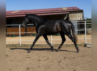 PRE, Hengst, 3 Jahre, 175 cm, Schimmel