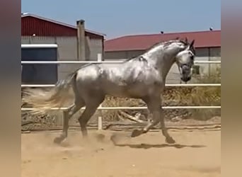 PRE, Hengst, 3 Jahre, 175 cm, Schimmel
