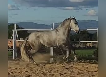 PRE, Hengst, 3 Jahre, 175 cm, Schimmel