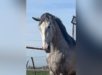 PRE Mix, Hengst, 3 Jahre, 175 cm, Schimmel