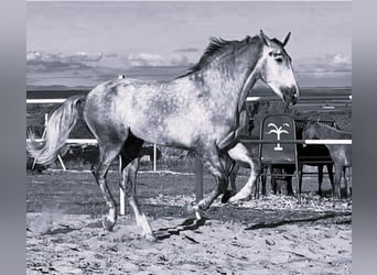 PRE, Hengst, 3 Jahre, 175 cm, Schimmel