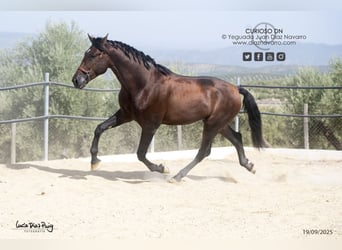 PRE Mix, Hengst, 3 Jahre, 180 cm, Brauner