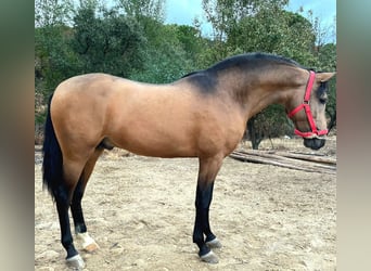 PRE, Hengst, 3 Jahre, Buckskin