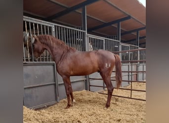 PRE, Hengst, 3 Jahre, Dunkelfuchs