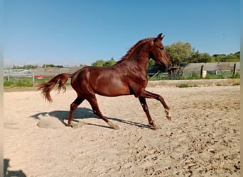PRE, Hengst, 3 Jahre, Dunkelfuchs