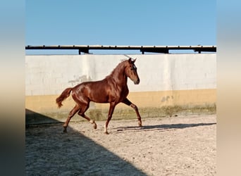 PRE, Hengst, 3 Jahre, Dunkelfuchs
