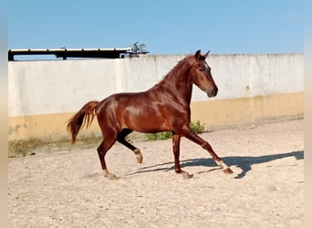 PRE, Hengst, 3 Jahre, Dunkelfuchs
