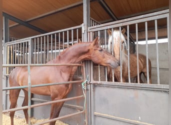 PRE, Hengst, 3 Jahre, Dunkelfuchs