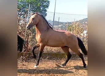 PRE, Hengst, 3 Jahre, Falbe