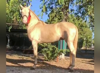 PRE, Hengst, 3 Jahre, Falbe