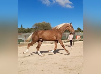 PRE, Hengst, 3 Jahre, Palomino