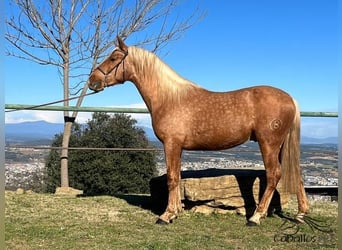 PRE, Hengst, 3 Jahre, Palomino