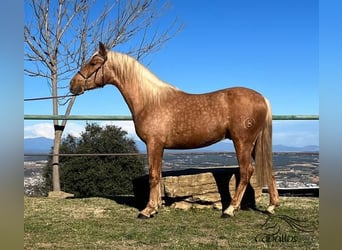 PRE, Hengst, 3 Jahre, Palomino