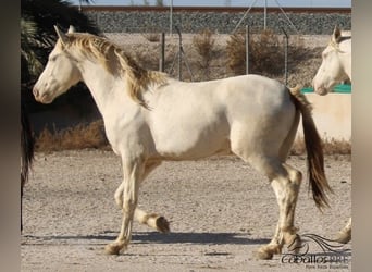 PRE, Hengst, 3 Jahre, Perlino