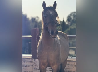 PRE Mix, Hengst, 3 Jahre, Schimmel