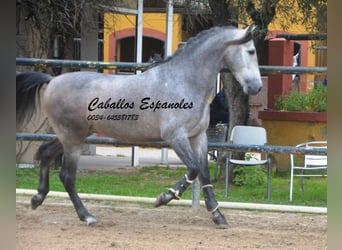 PRE Mix, Hengst, 4 Jaar, 153 cm, Zwartschimmel