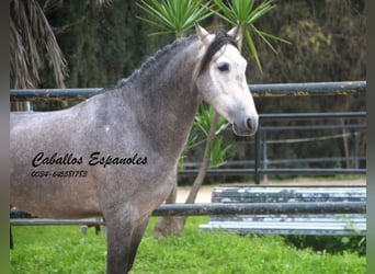 PRE, Hengst, 4 Jaar, 153 cm, Zwartschimmel