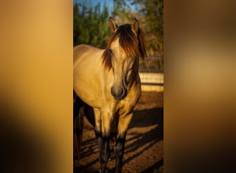 PRE Mix, Hengst, 4 Jaar, 155 cm, Buckskin