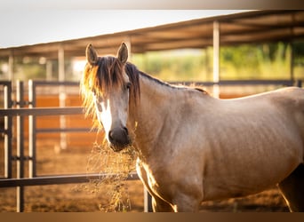 PRE Mix, Hengst, 4 Jaar, 155 cm, Buckskin