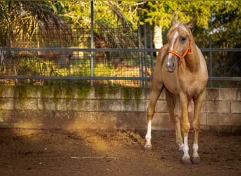 PRE, Hengst, 4 Jaar, 155 cm, Palomino