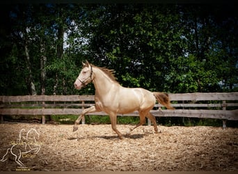 PRE, Hengst, 4 Jaar, 155 cm, Perlino