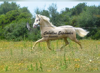 PRE, Hengst, 4 Jaar, 156 cm, Palomino