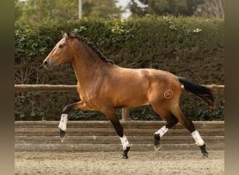 PRE Mix, Hengst, 4 Jaar, 156 cm, Roodbruin