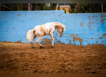 PRE Mix, Hengst, 4 Jaar, 156 cm, Tobiano-alle-kleuren