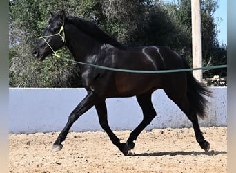 PRE, Hengst, 4 Jaar, 156 cm, Zwart