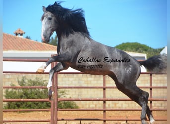 PRE, Hengst, 4 Jaar, 156 cm, Zwartschimmel