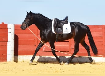 PRE, Hengst, 4 Jaar, 157 cm, Donkerbruin